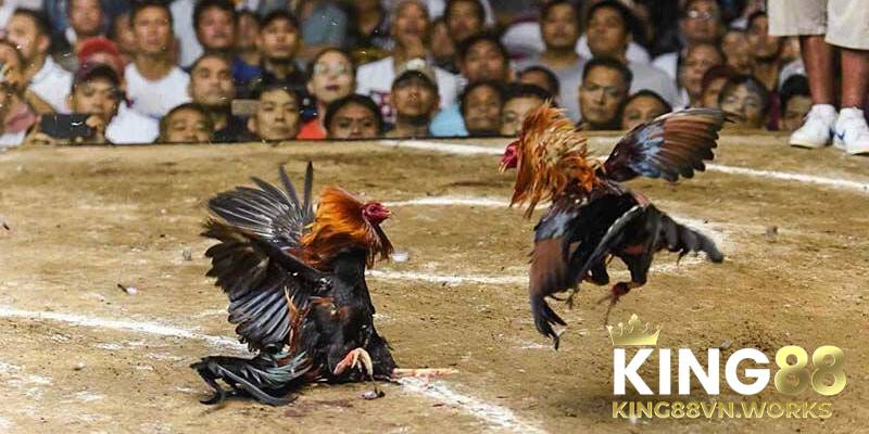 Kiến thức đá gà chọn chiến kê